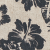 Hibiscus Hibiscus